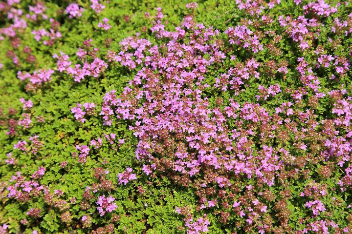 Semillas de flores de tomillo rastrero rosa para plantar – Semillas tradicionales no transgénicas