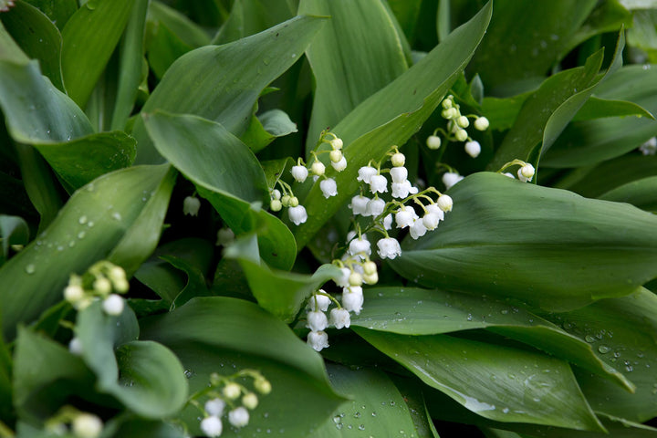 Lily of the Valley Flower Seeds White – Heirloom, Non-GMO, High Germination Seeds