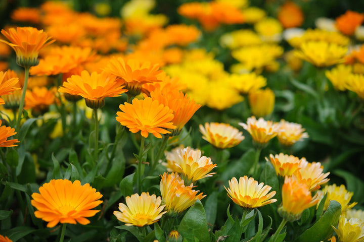 Calendula Flower Seeds Perennial – Heirloom, Non-GMO, High Germination Seeds
