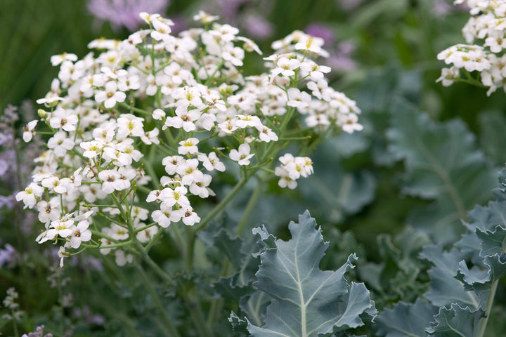 Crambe cordifolia Flower Seeds for Planting – Heirloom Non-GMO High Germination