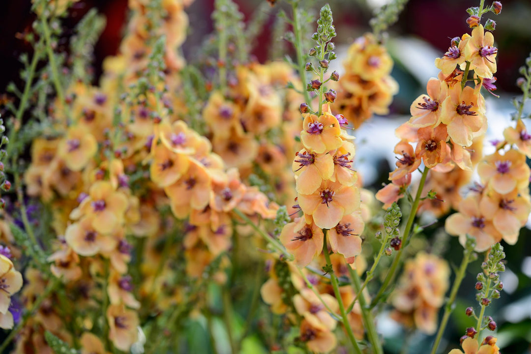 Orange Verbascum Flower Seeds – Heirloom, Non-GMO, High Germination Seeds