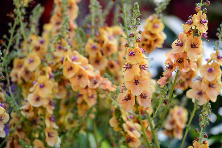 Orange Verbascum Flower Seeds – Heirloom, Non-GMO, High Germination Seeds