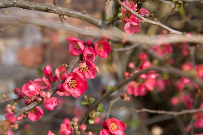 Red Chimonanthus Flower Seeds – Heirloom, Non-GMO, High Germination Organic Seeds