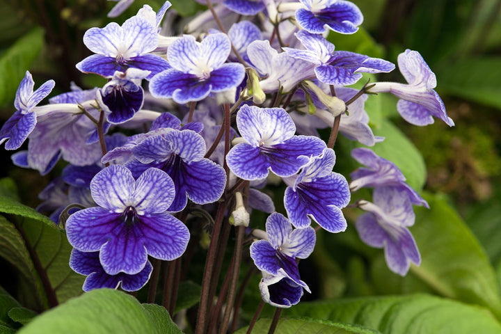 Cape Primrose Flower Seeds – Heirloom, Non-GMO, High Germination Organic Garden Seeds