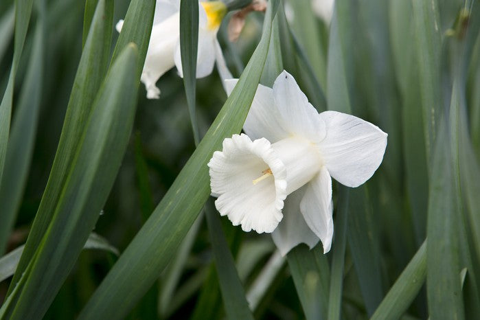 White Daffodil Flower Seeds – Heirloom Non-GMO High Germination Seeds