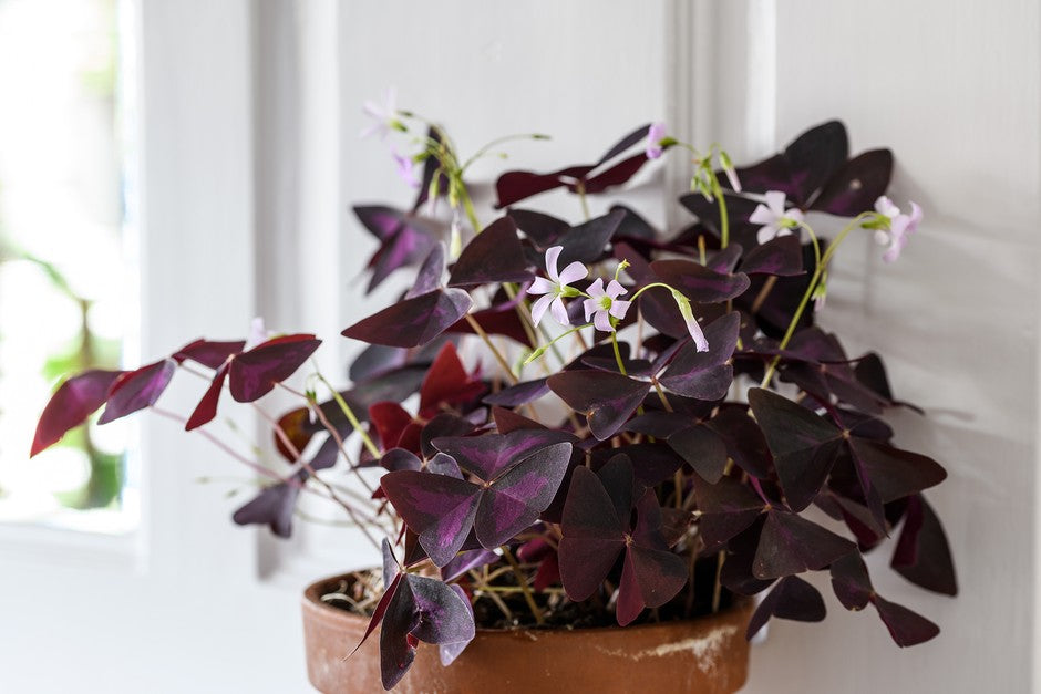red purple flower seeds