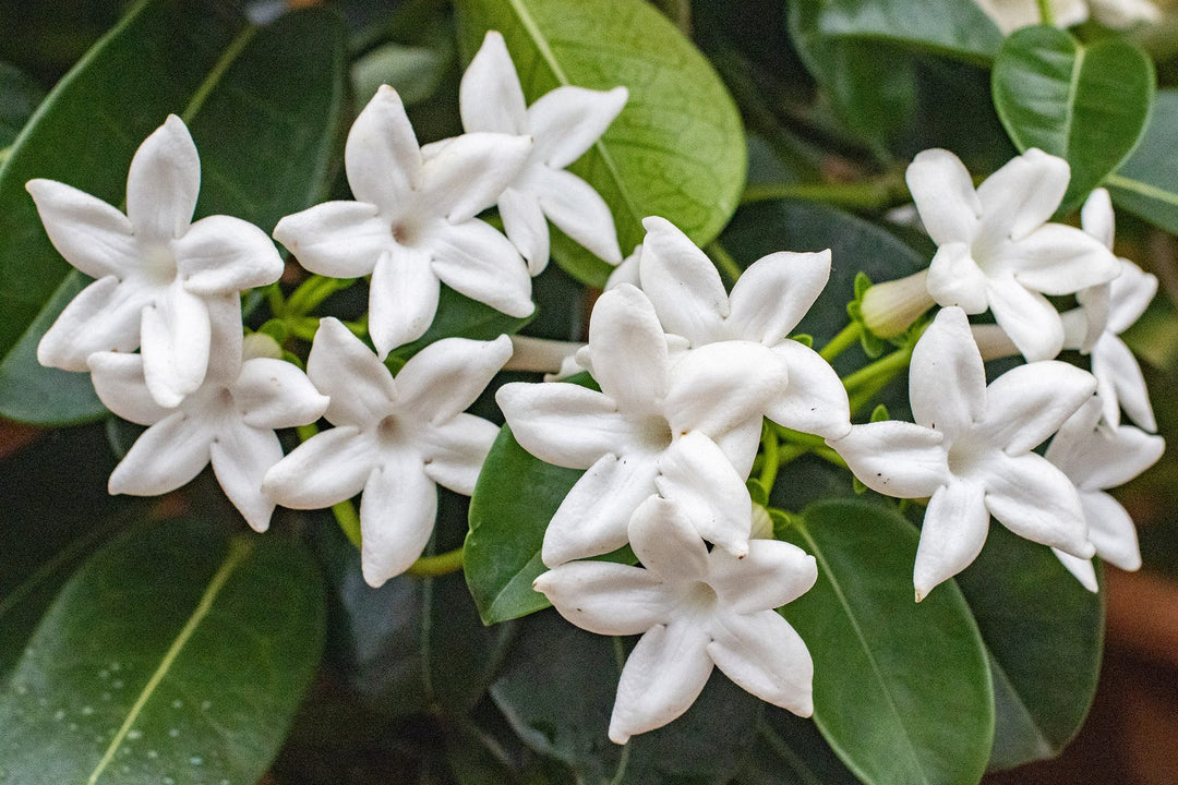 White Stephanotis Flower Seeds Heirloom Non-GMO High Germination Organic Garden Seeds for Planting