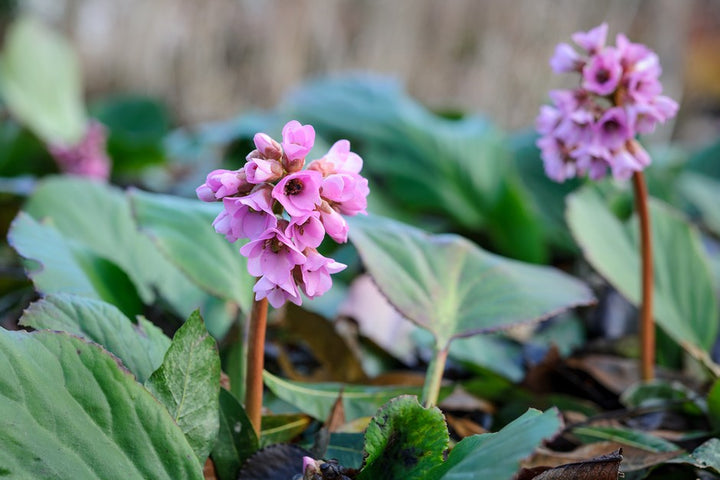 Pink Bergenia Flower Seeds for Planting – Heirloom Non-GMO High Germination Organic Seeds