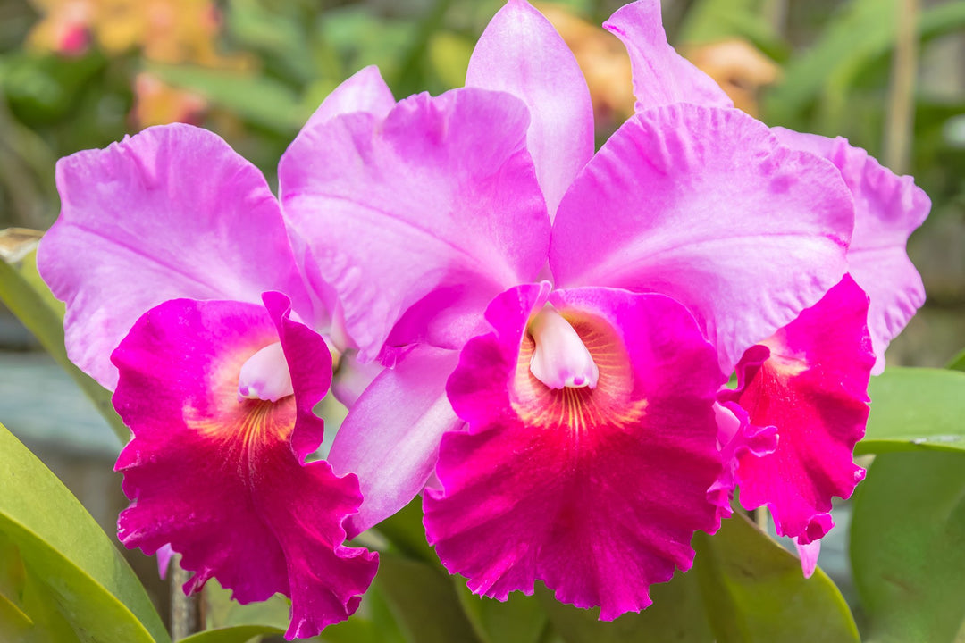 Pink Cattleya Orchid Flower Seeds for Planting – Heirloom Non-GMO High Germination