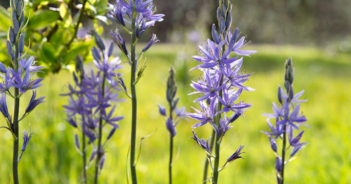 Blue Camassia Flower Seeds – Heirloom, Non-GMO Seeds for Planting, High Germination Organic Garden Seeds