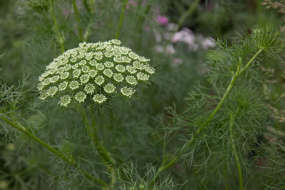 White Ammi herb seeds