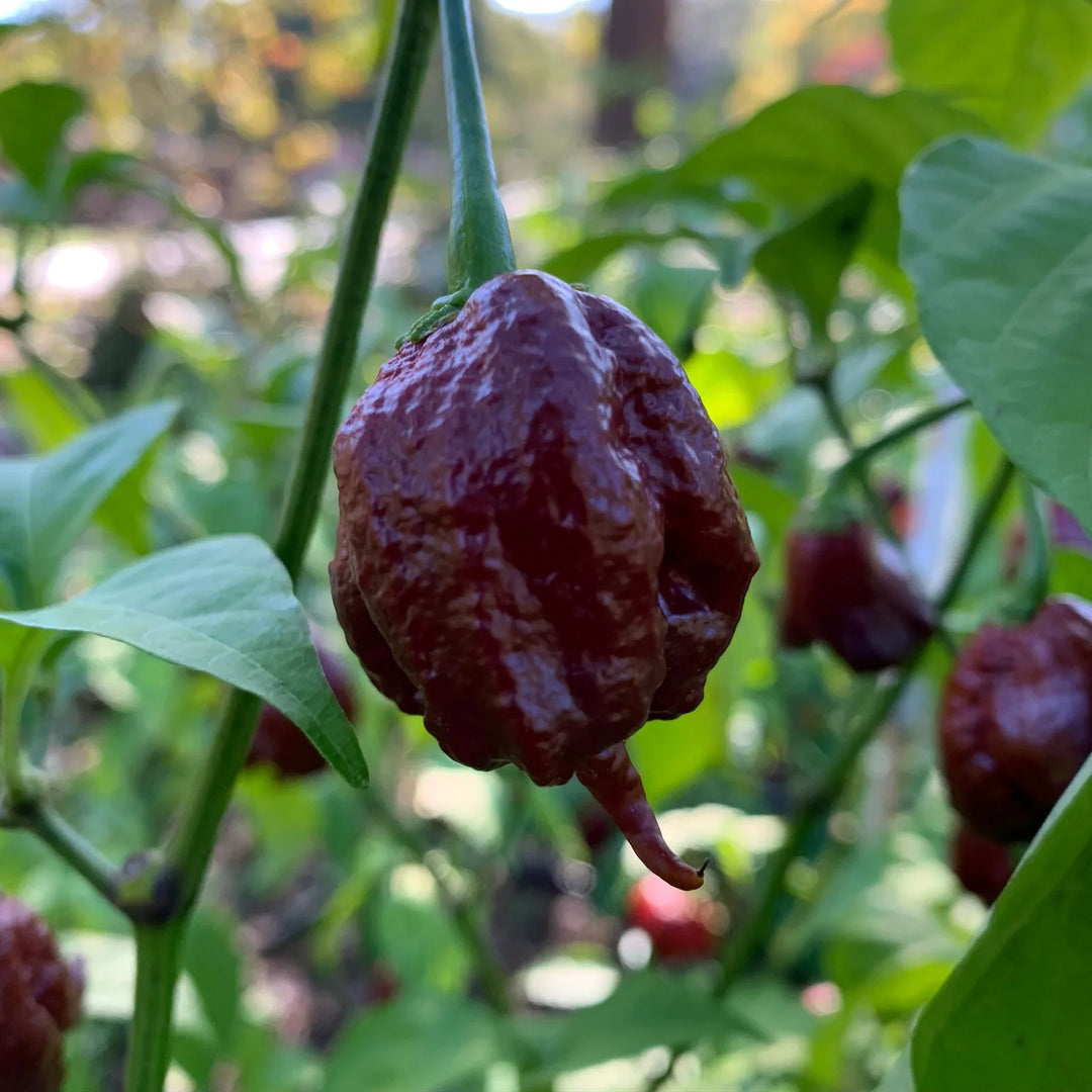 pot chocolate flower seeds