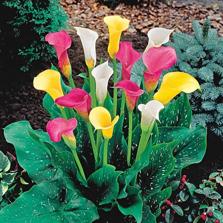 Semillas de cala de colores surtidos – Herencia, no transgénicas, de alta germinación, semillas de jardín orgánicas