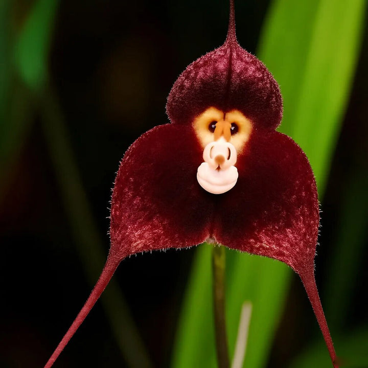 Monkey Face Orchid Flower Seeds Brown – Heirloom, Non-GMO, High Germination Seeds