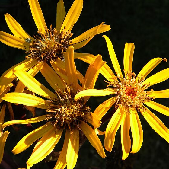 Ligularia Flower Seeds – Heirloom, Non-GMO, High Germination Seeds
