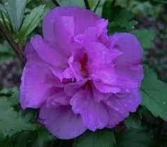 doublepurplehibiscusflowerheirloomnongmo flower seeds