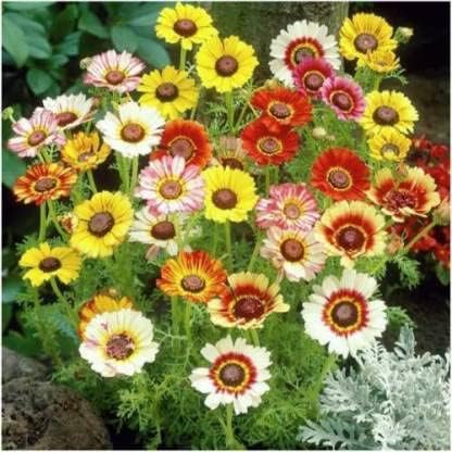 Perennial Chrysanthemum Flower Seeds Mixed – Heirloom Non-GMO High Germination Organic Garden Seeds for Planting