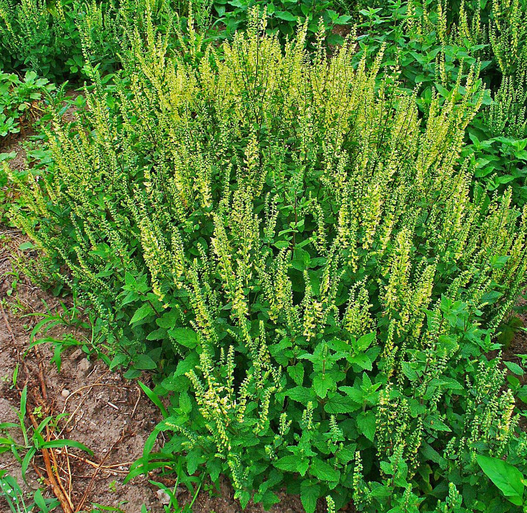 Sage Teucrium herb seeds