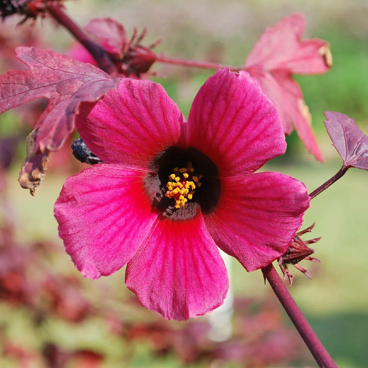 Acetosella Flower Seeds for Planting – Heirloom Non-GMO High Germination Organic Garden Seeds