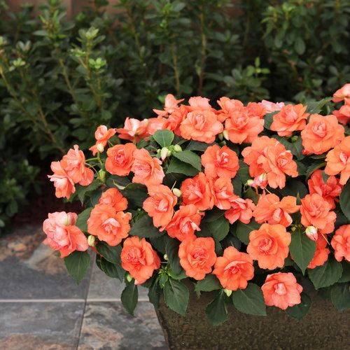 Orange Double Impatiens Flower Seeds – Heirloom, Non-GMO, High Germination Seeds