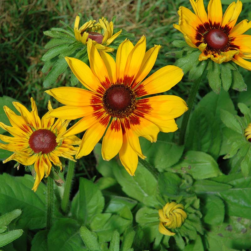 yellow denver flower seeds