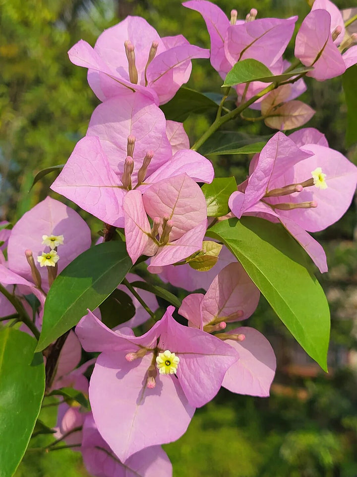 Light Pink Bougainvillea Flower Seeds Heirloom Non-GMO High Germination Organic Garden Seeds for Planting