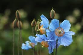 roseadeniumflowerheirloomnongmo flower seeds