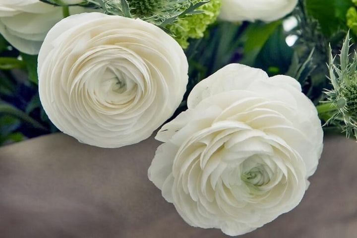 Asiaticus Flower Seeds White for Planting – Heirloom Non-GMO High Germination Organic Seeds