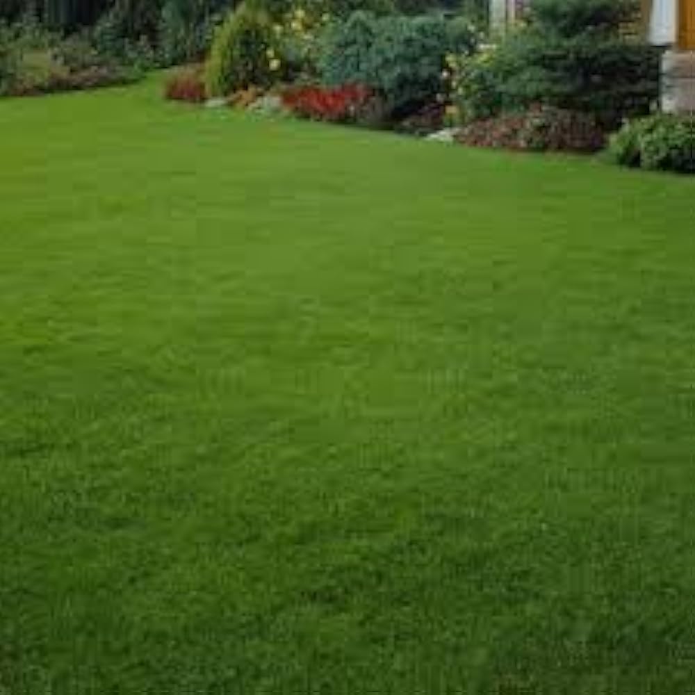 grass zoysia japonica japanese