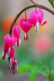 rosableedingheartflowerheirloomnongmo flower seeds