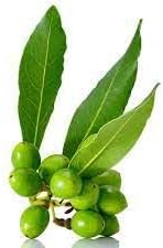 Bay Laurel Seeds for Planting – Heirloom Non-GMO High Germination Organic Garden Seeds