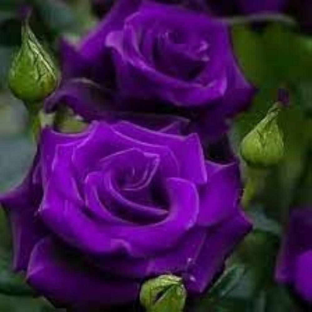 purple radiant flower seeds