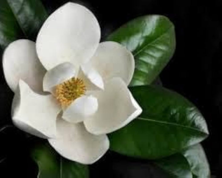 White Michelia Flower Seeds for Planting Heirloom Non-GMO High Germination Organic Garden Seeds