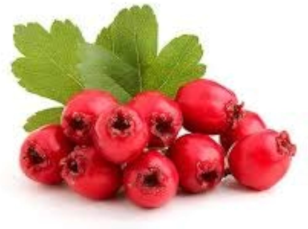 Hawthorn Red Seeds – Heirloom Non-GMO High Germination Organic Garden Seeds for Planting
