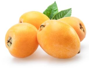 Yellow Loquat Seeds – Heirloom, Non-GMO, High Germination Organic Garden Seeds