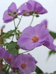 striatumflowerpurpleheirloomnongmo flower seeds