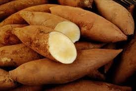 Bogachiel Yacon Seeds for Planting – Heirloom Non-GMO Organic Vegetable Seeds, High Germination Root Crop for Home Garden
