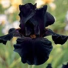 irisflowerheirloomnongmo flower seeds