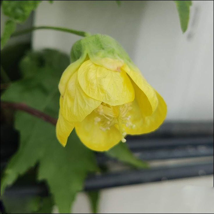 Yellow Lantern Hibiscus Flower Seeds – Heirloom Non-GMO High Germination Seeds