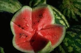 Mountain Hoosier Watermelon Fruit Seeds for Planting – Heirloom Non-GMO High Germination Organic Garden Seeds