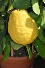 Etrog (Esrog) Fruit Seeds for Planting – Aromatic Citron, Heirloom Non-GMO High Germination Organic Garden Seeds