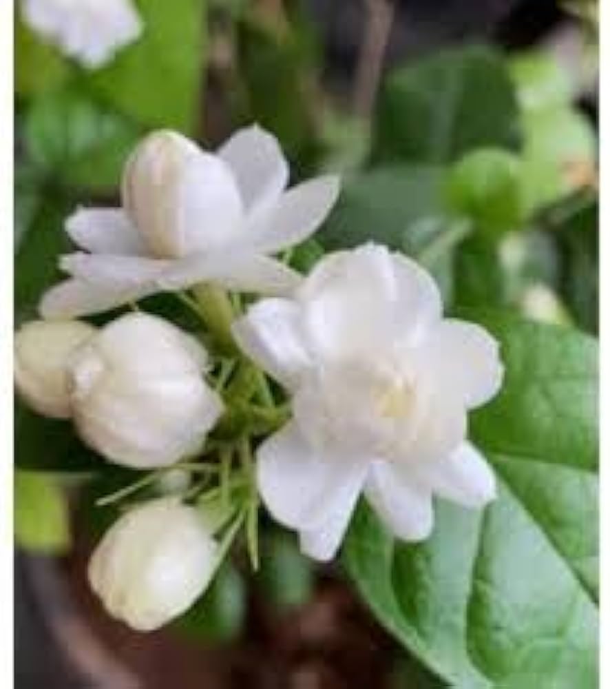 jasmine for flower seeds
