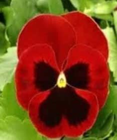pansyflowerredheirloomnongmo flower seeds