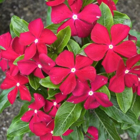 Red Harsingar Flower Seeds – Heirloom, Non-GMO, High Germination Seeds