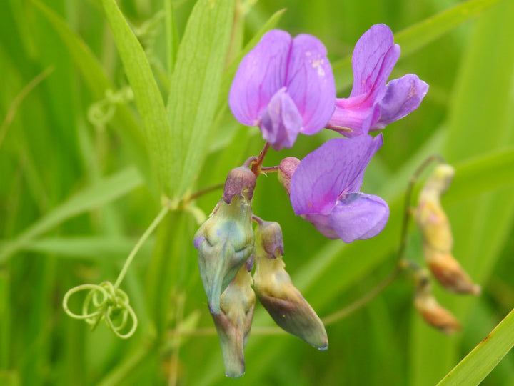 Lathyrus Flower Seeds Purple Heirloom Non-GMO High Germination Organic Garden Seeds for Planting