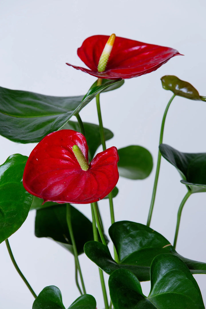 Red Blooming Anthurium Flower Seeds for Planting Heirloom Non-GMO High Germination Organic Garden Seeds