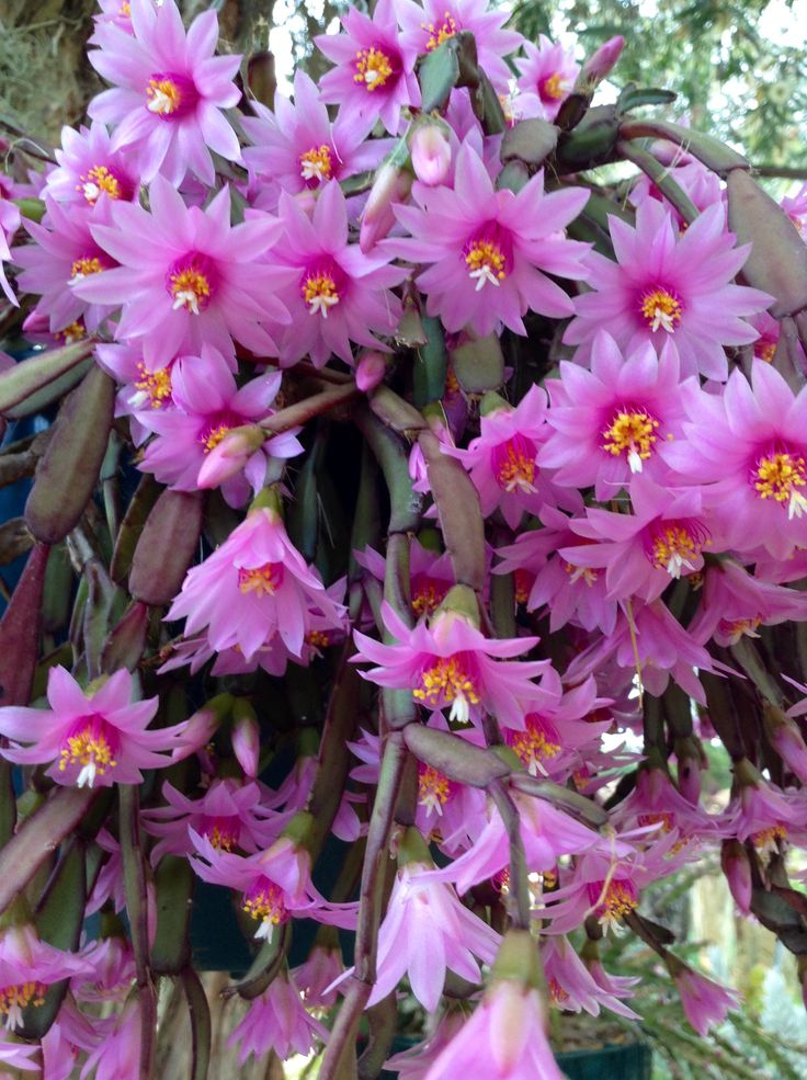 Hatiora Rosea Flower Seeds Pink Heirloom Non-GMO High Germination Organic Garden Seeds for Planting