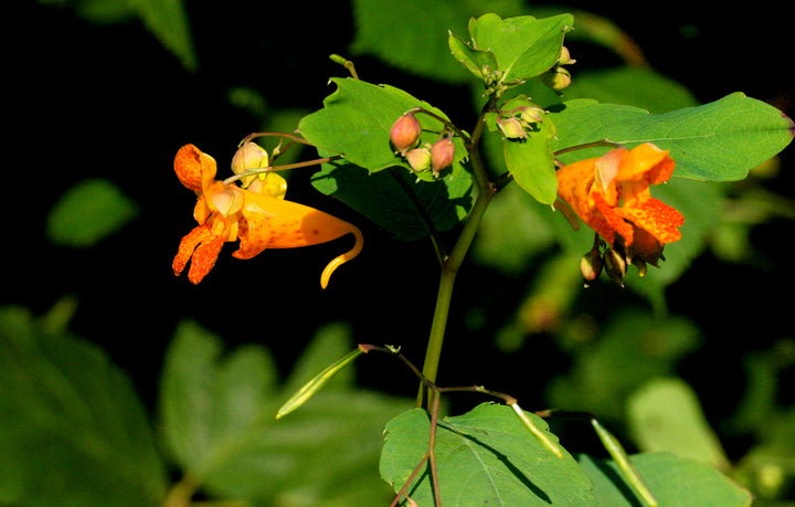 Jewelweed Flower Seeds Orange – Heirloom, Non-GMO, High Germination Seeds