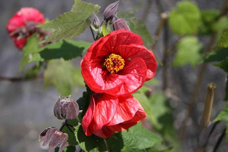 Red Abutilon Flower Seeds for Planting Heirloom Non-GMO High Germination Organic Garden Seeds