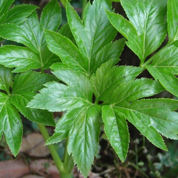 angelica keiskei plant
